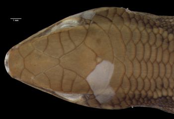 Media type: image;   Herpetology R-141880 Aspect: head dorsal